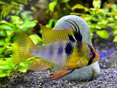 ram fish care|Ram Cichlid Care Guide: Tank Setup, Diet, Breeding & .